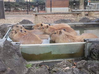 カピバラ温泉.jpg